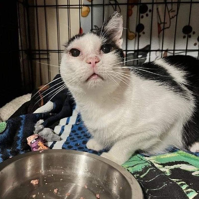 Gata en adopción