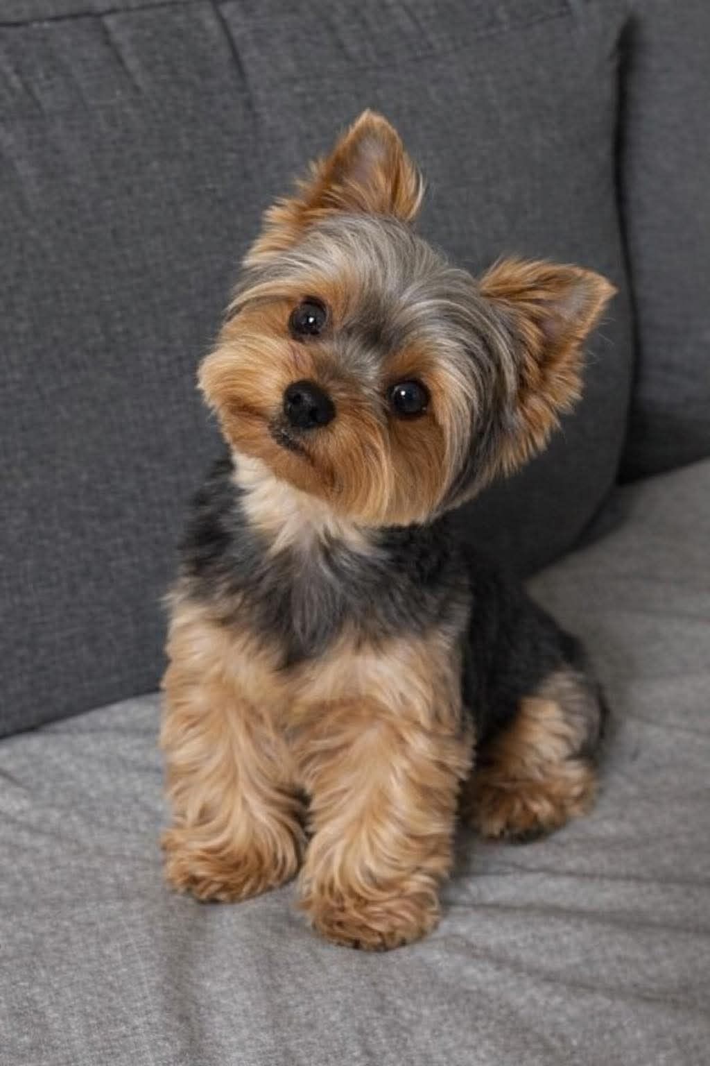 Perra Lola