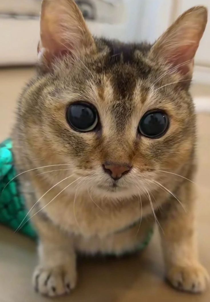 Gato Luna