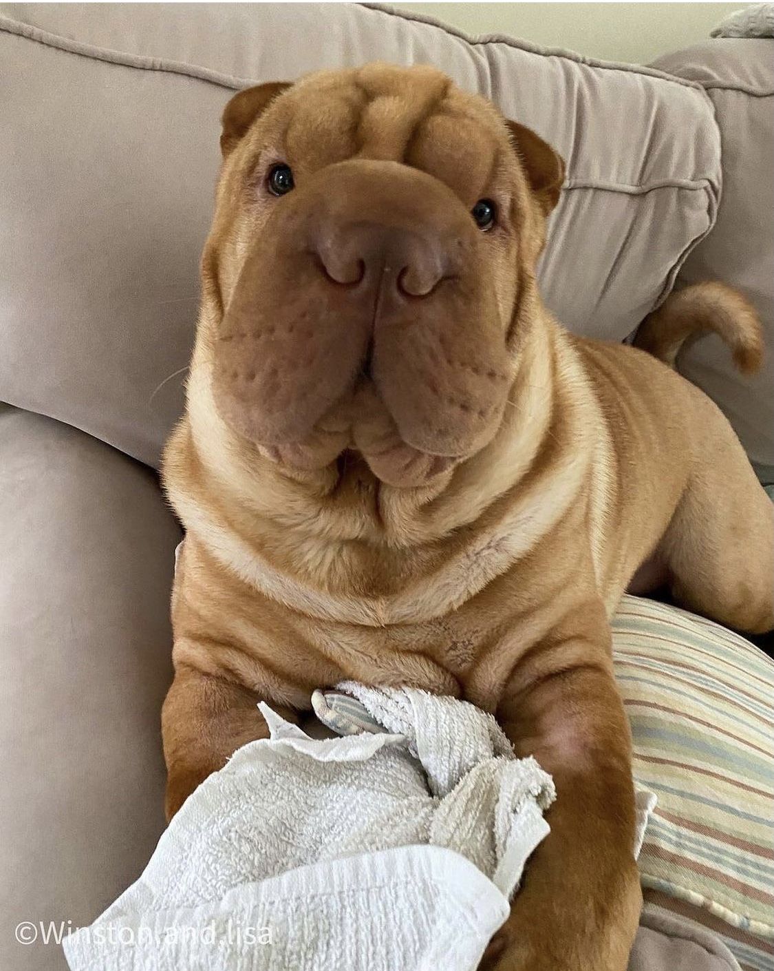 Perro en adopción