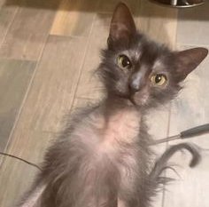 Gato Michi