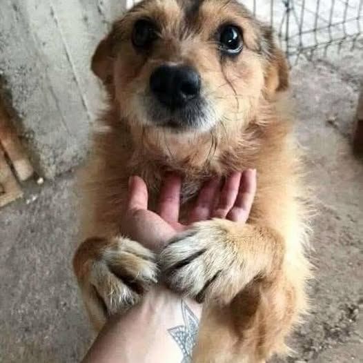 Perro en adopción