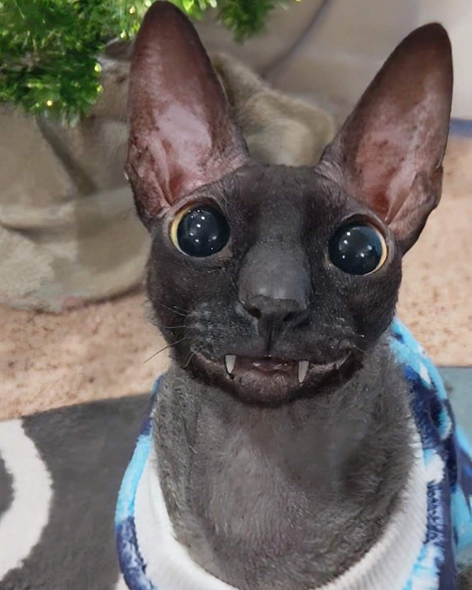 Gata Nena