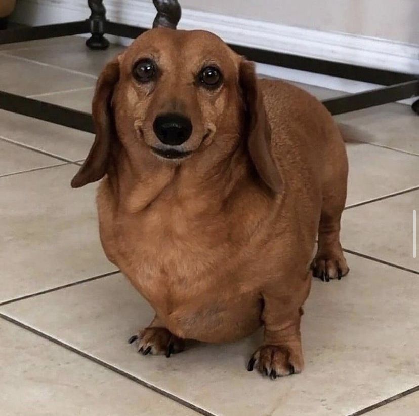 Perro Rex