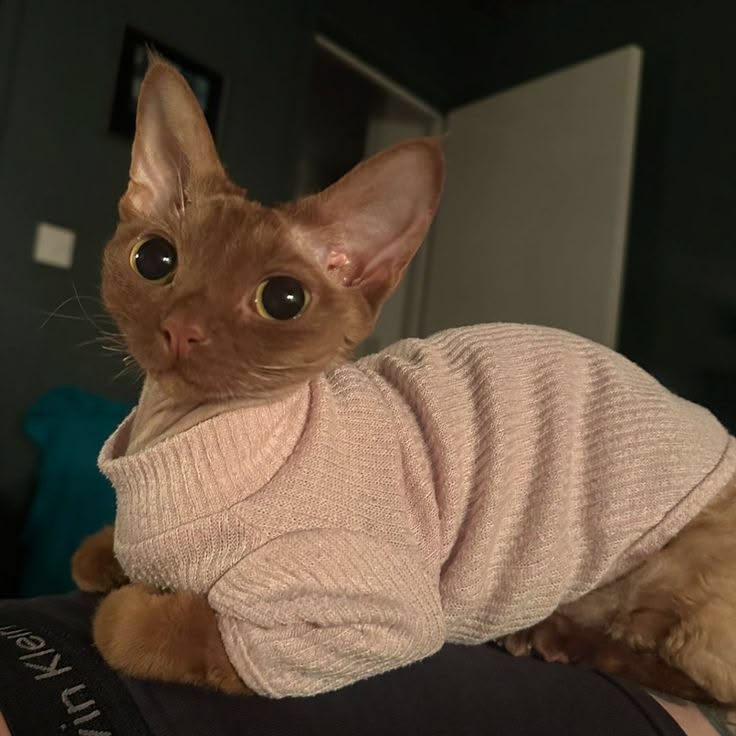 Gato Simba