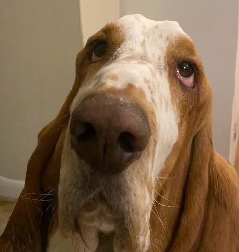 Perro Tobías